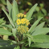Psiadia ceylanica (Arn.) Grierson